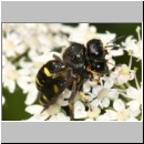 Ectemnius rubicola - Grabwespe 01a 10mm Paarung - Niedringhaussee - Waldrand.jpg